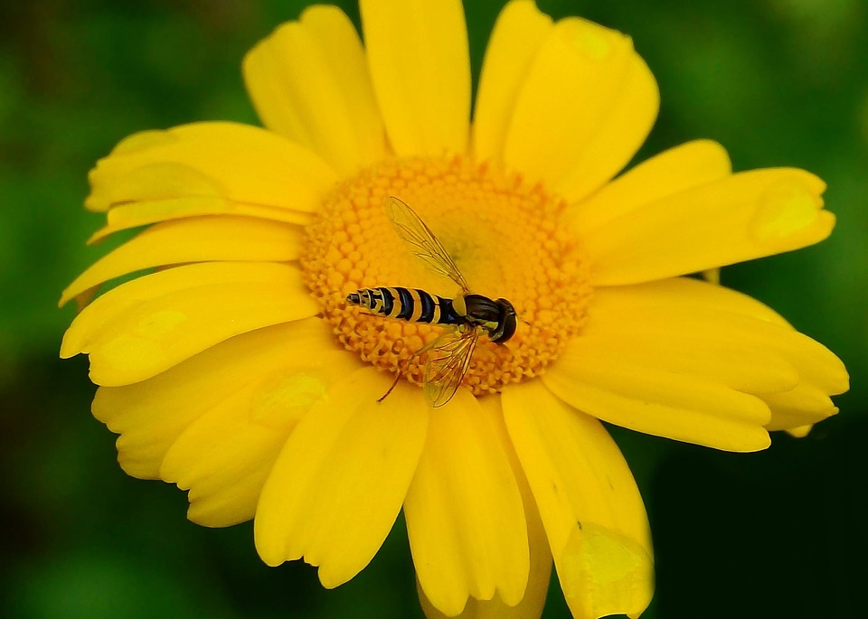Animal arthropod beautiful