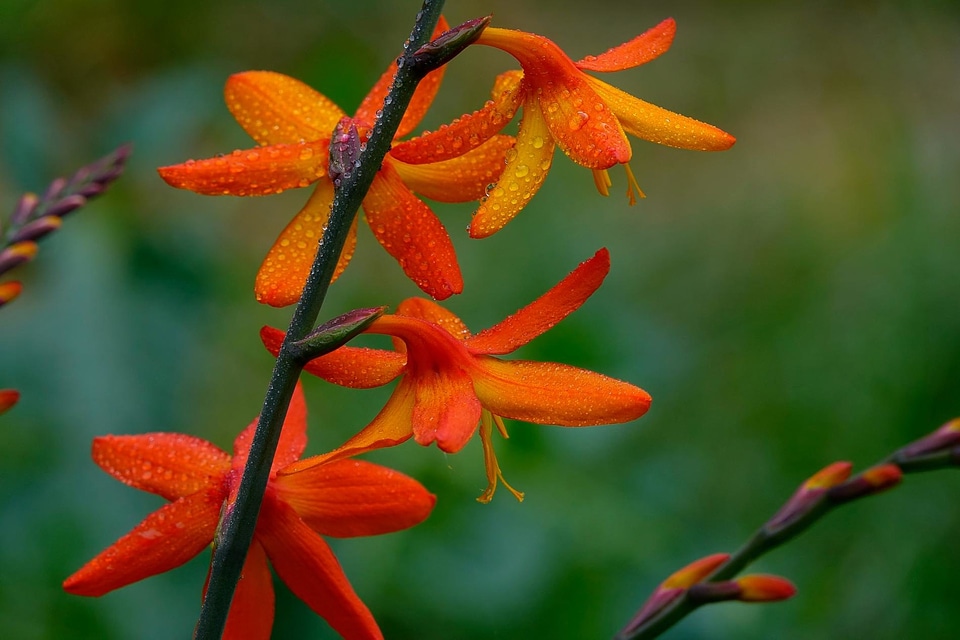 Beautiful Flowers beautiful photo bloom
