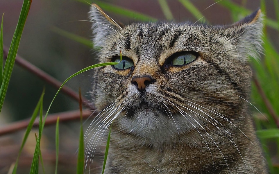 Adorable animal animals