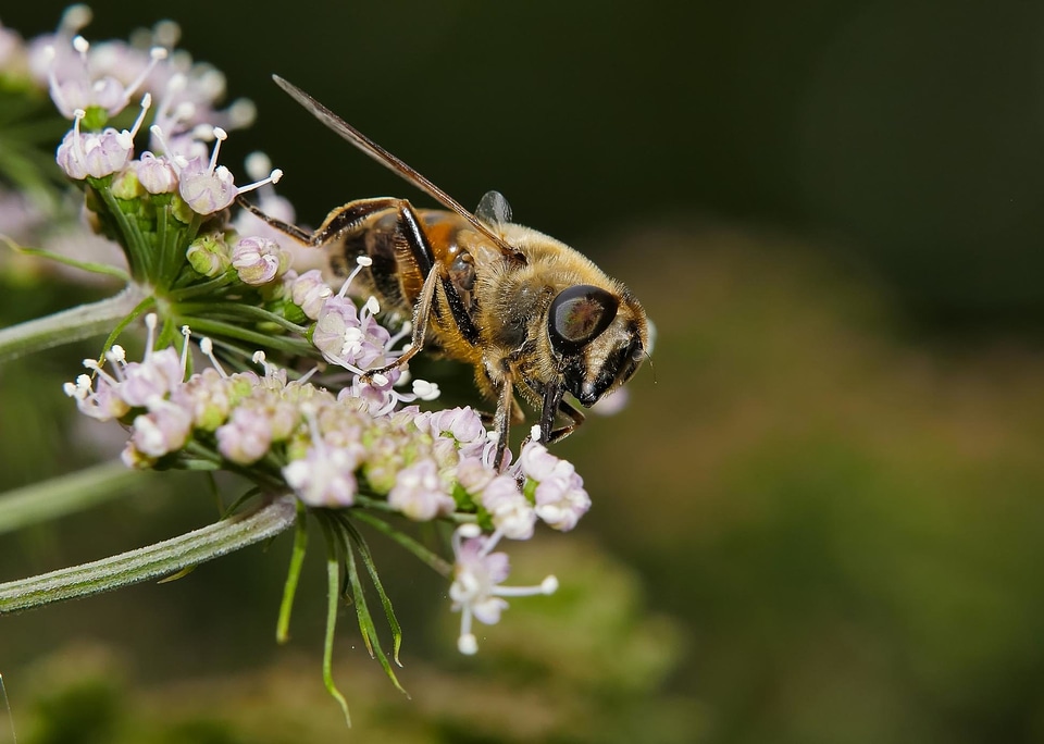 Animal arthropod beautiful flowers
