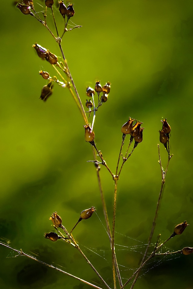 Cobweb environment flora