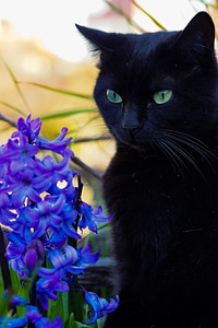 Adorable animal beautiful