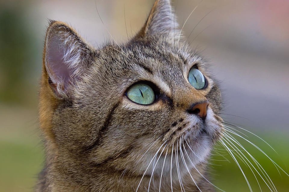 Adorable animal animals