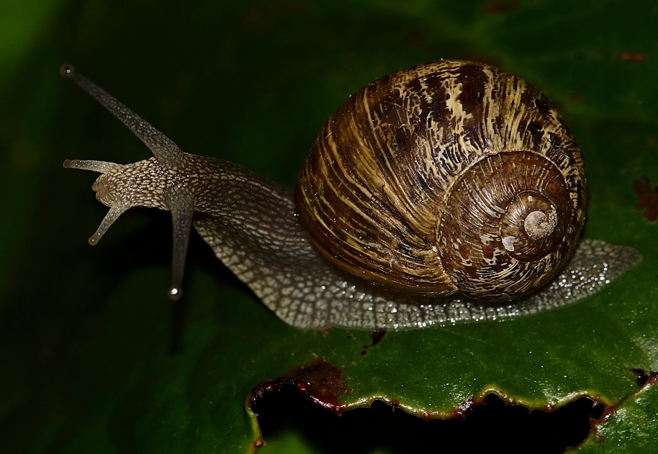 Animal beautiful photo garden