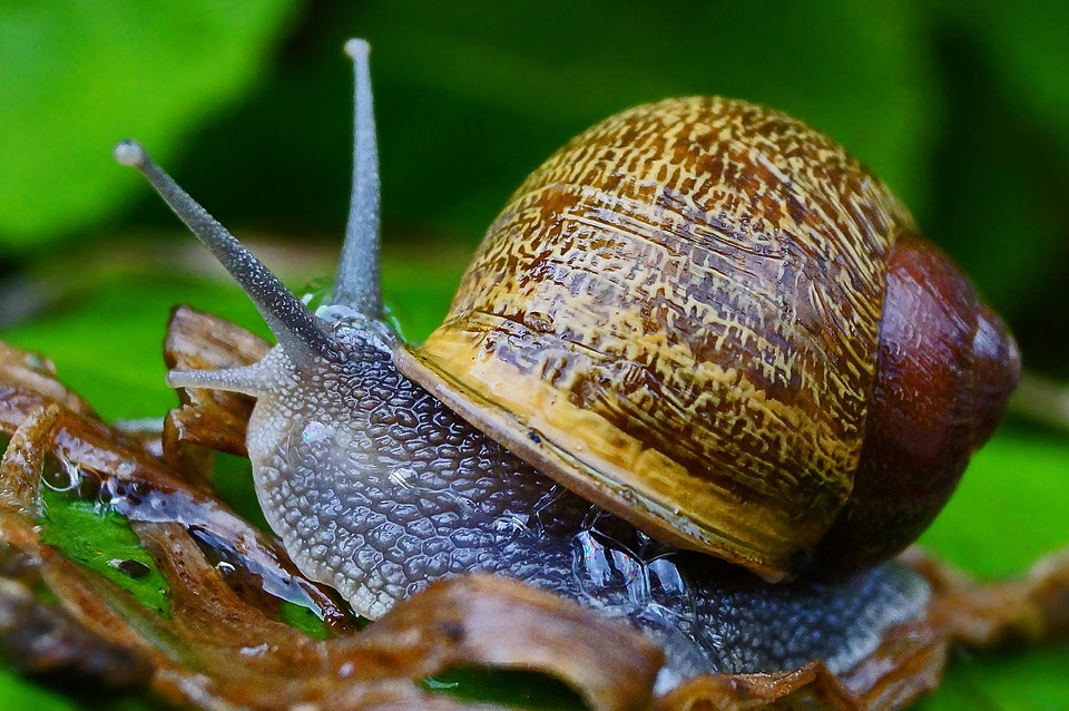 Animal arthropod beautiful photo