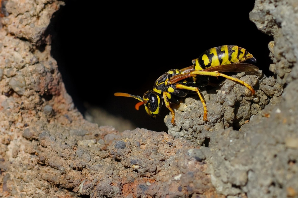 Animal arthropod beautiful photo