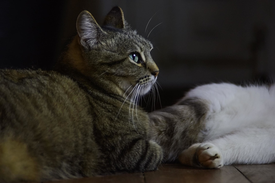 Adorable animal animals