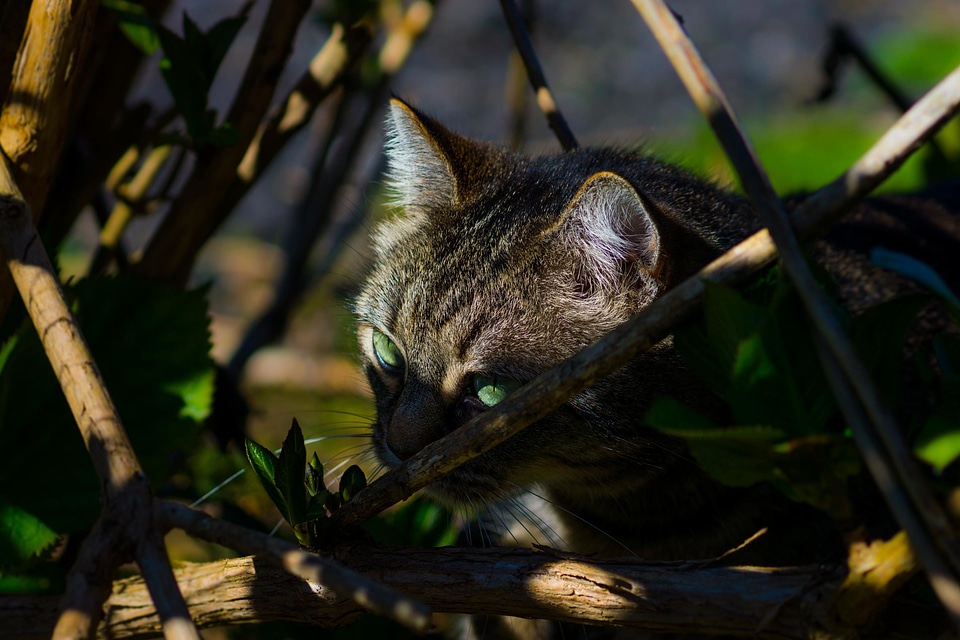 Adorable animal cat