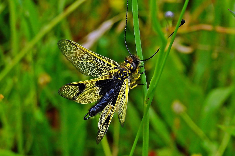 Animal arthropod beautiful