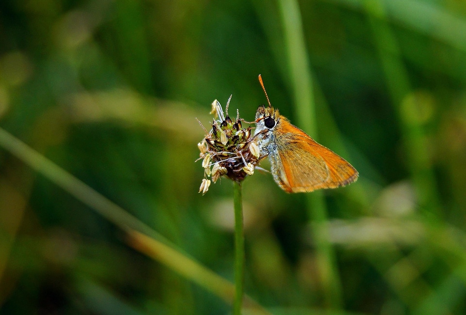 Animal arthropod bug