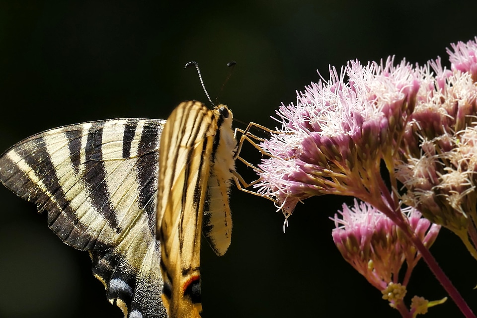 Animal arthropod beautiful flowers