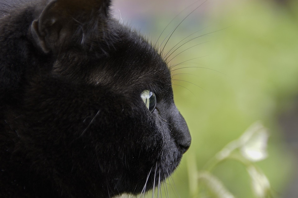 Adorable animal cat