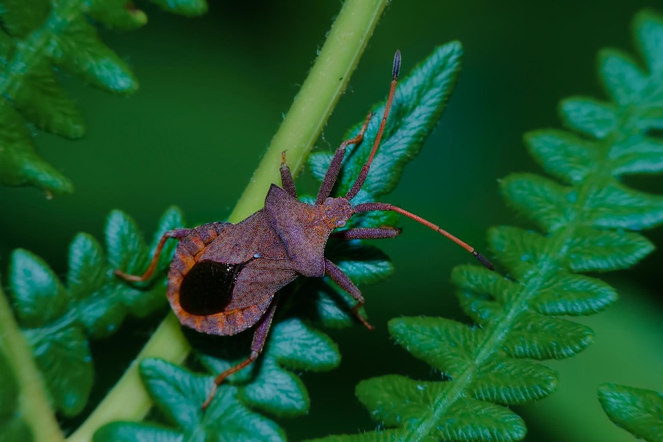 Animal beetle biology