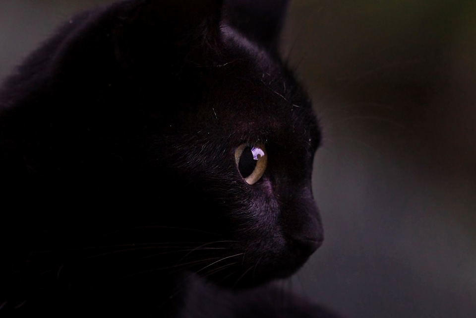 Adorable animal cat