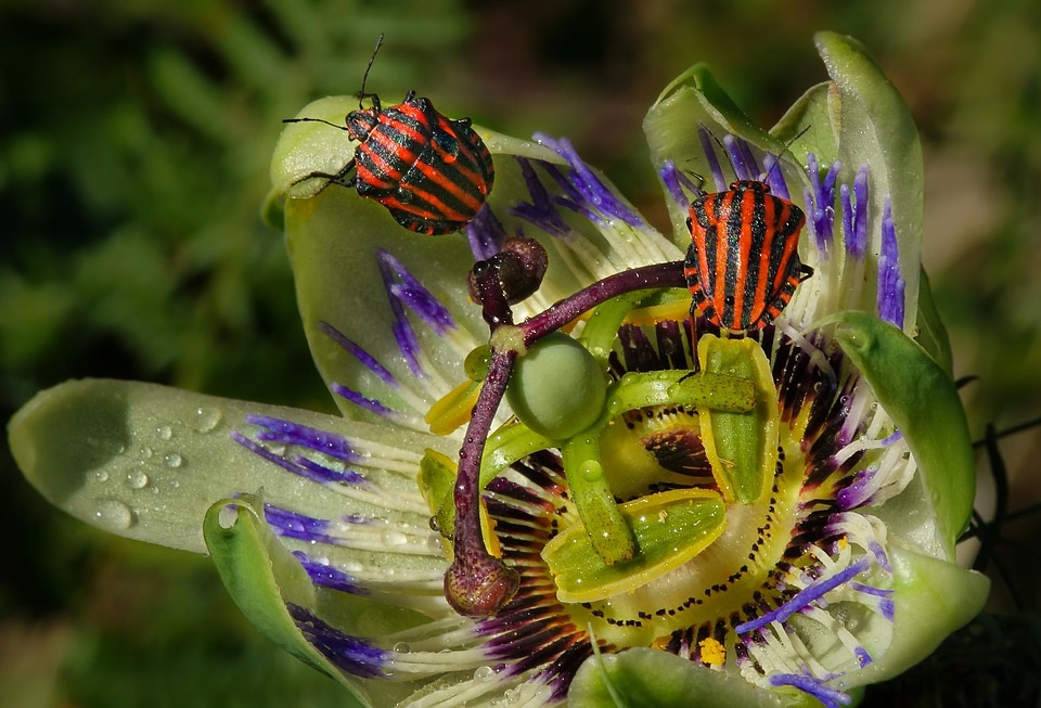 Animal arthropod beautiful