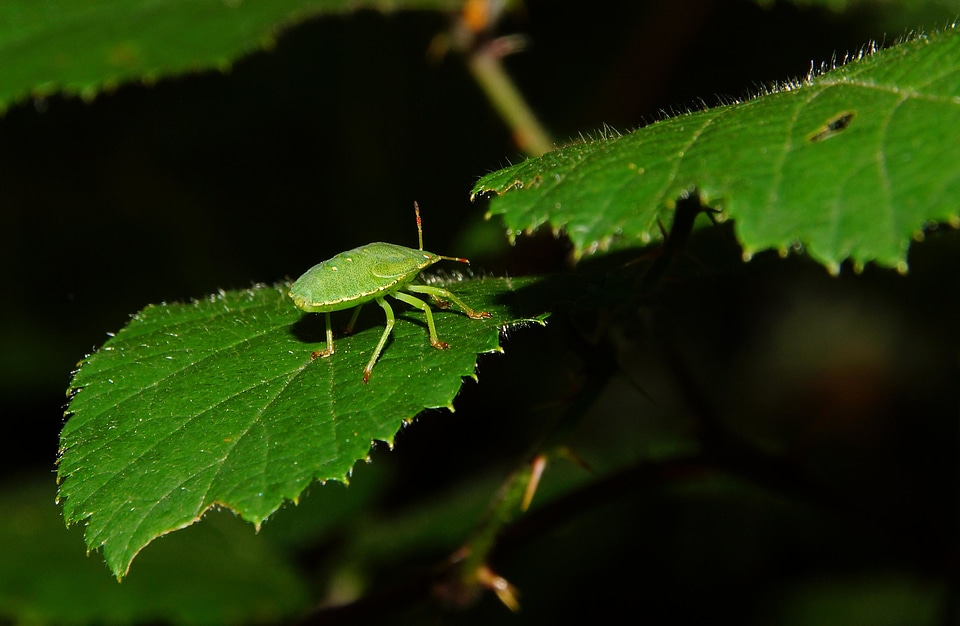 Animal arthropod beetle