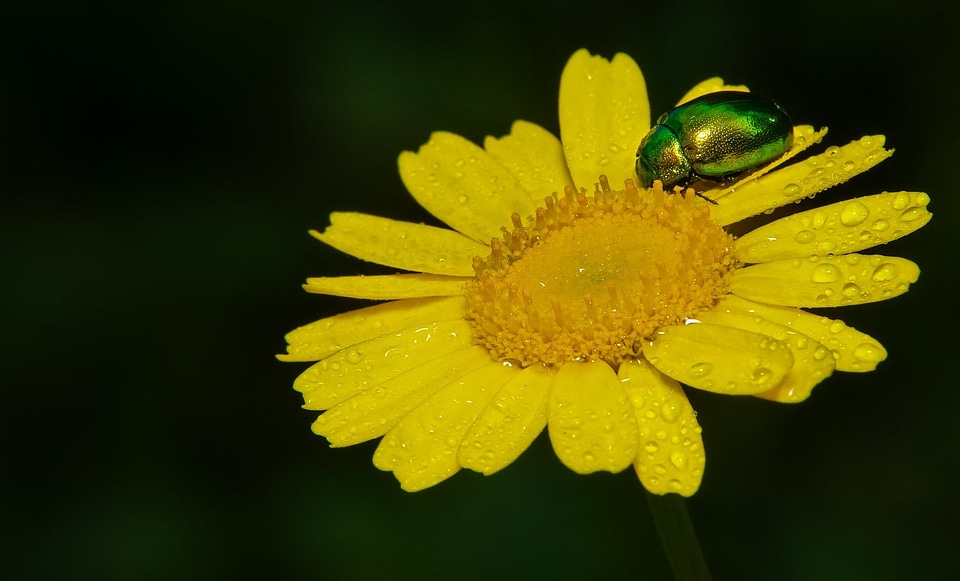 Animal arthropod beautiful