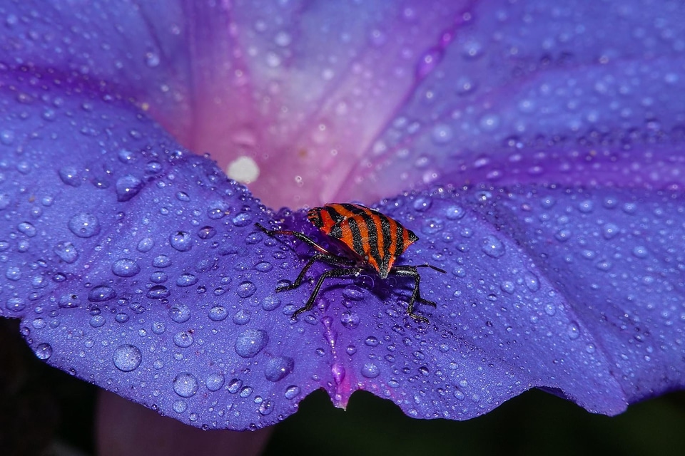 Animal arthropod beautiful