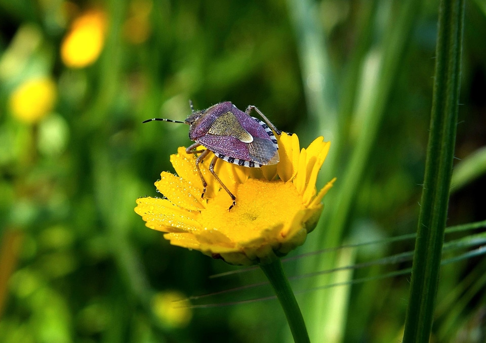 Animal arthropod beautiful flowers