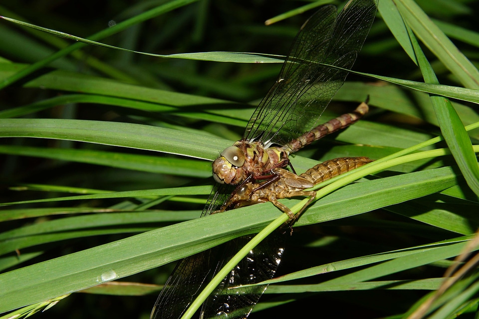 Animal arthropod biology
