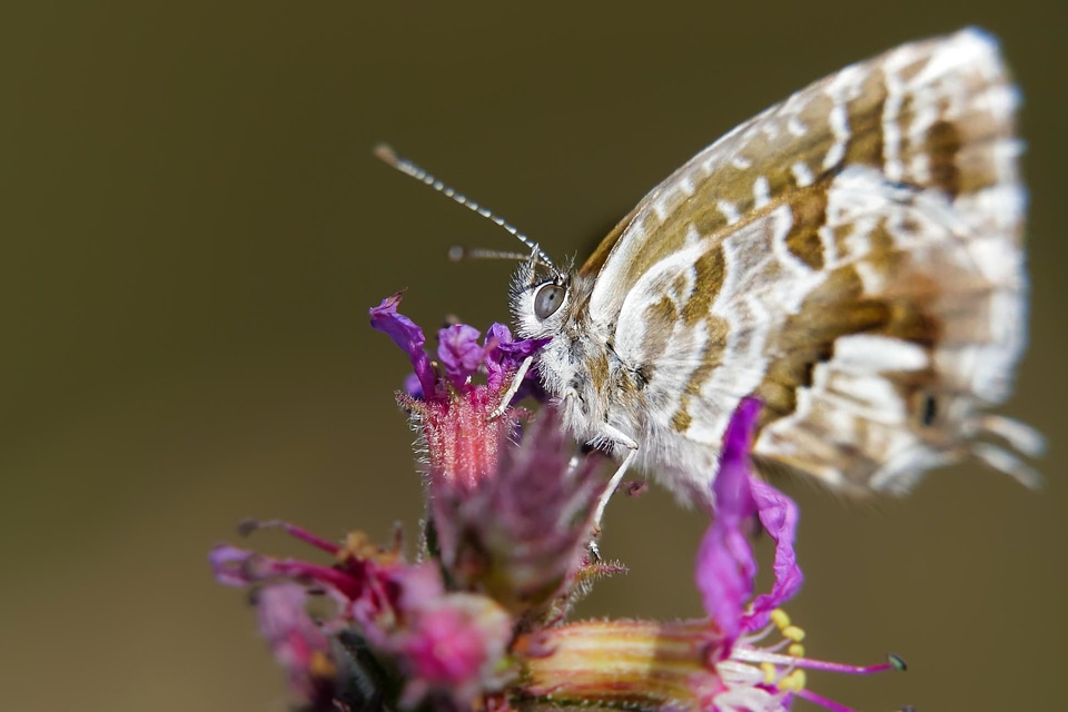Animal arthropod beautiful