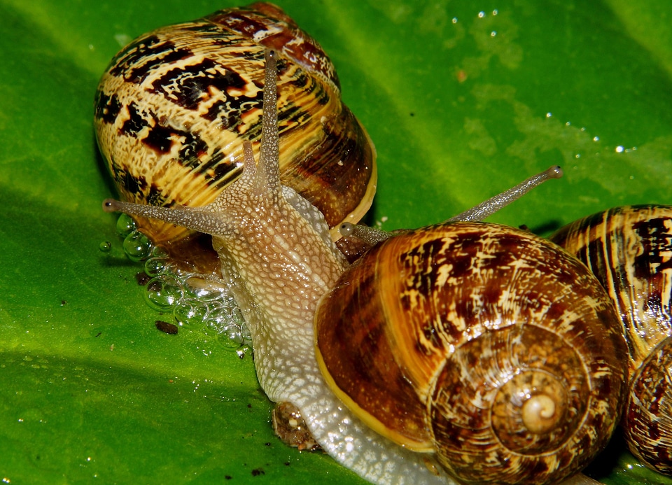 Animal food gastropod