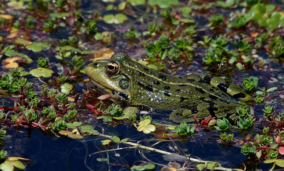 Amphibian animal environment