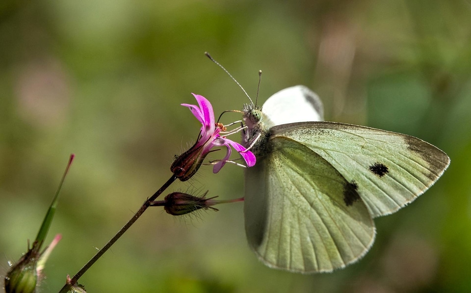 Animal arthropod biology