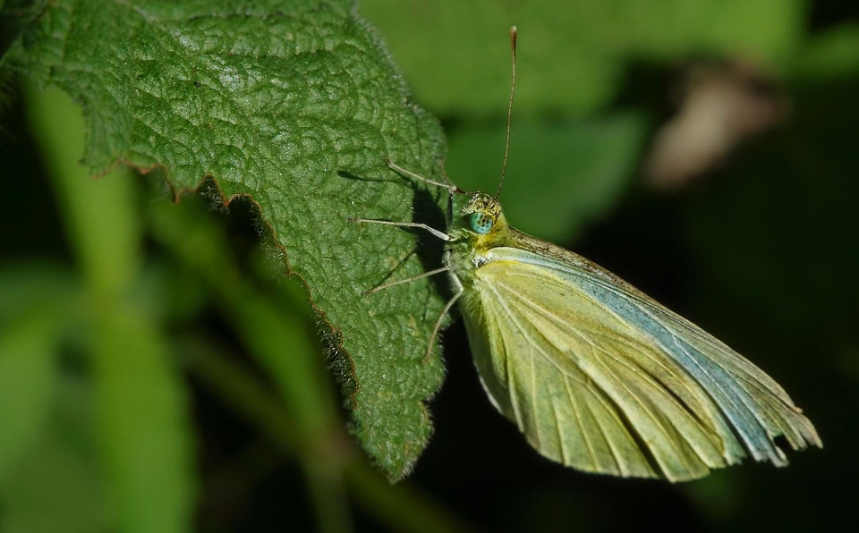 Animal arthropod biology