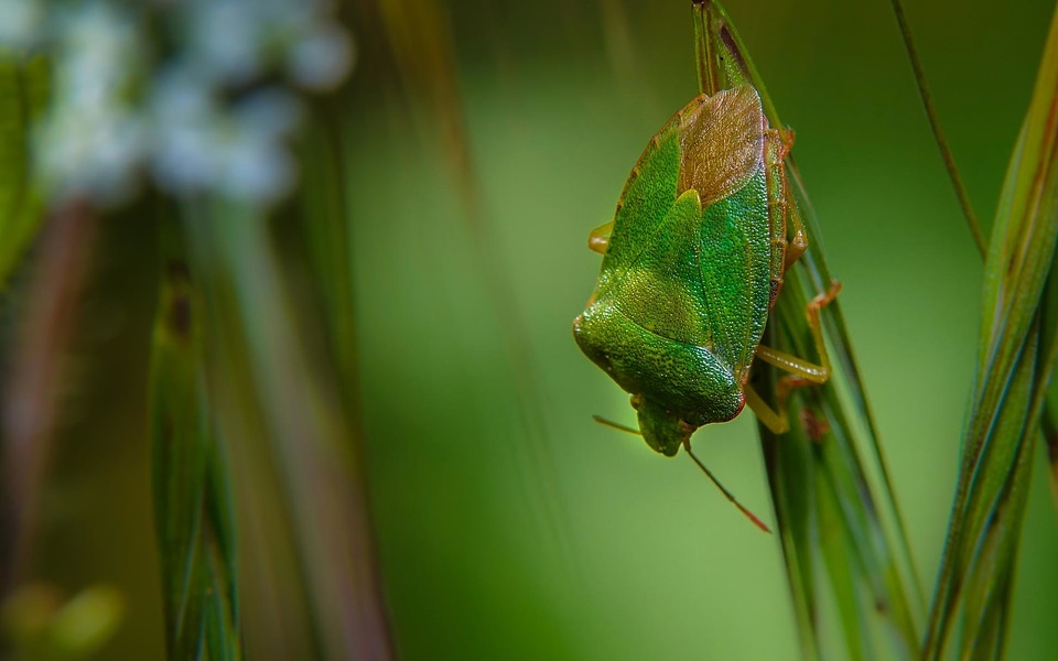 Animal arthropod beetle