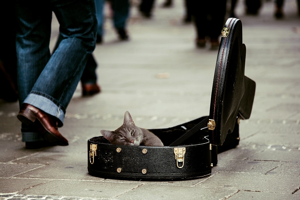Cat guitar case street musicians