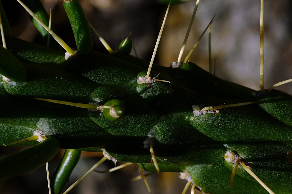 Cactus desert flora