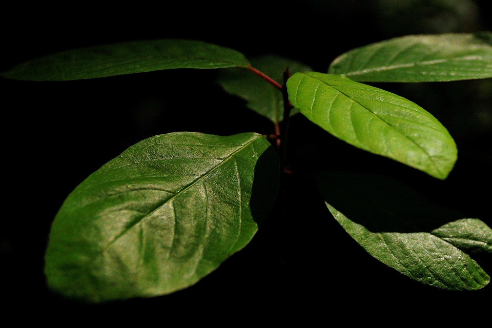 Dark darkness ecology