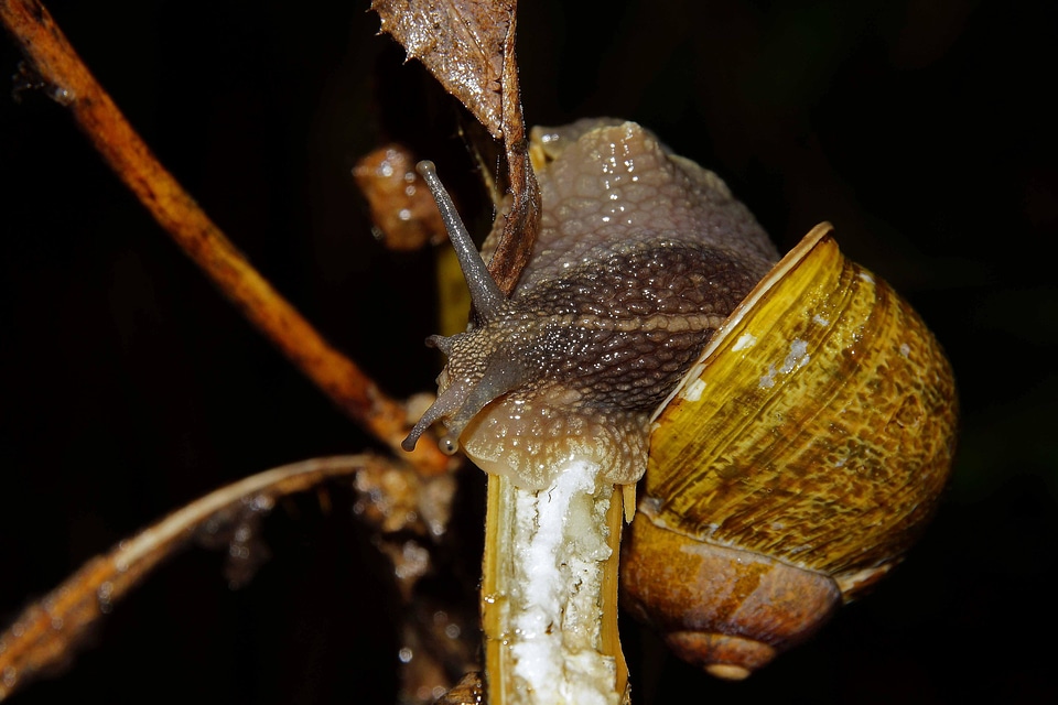 Animal gastropod insect