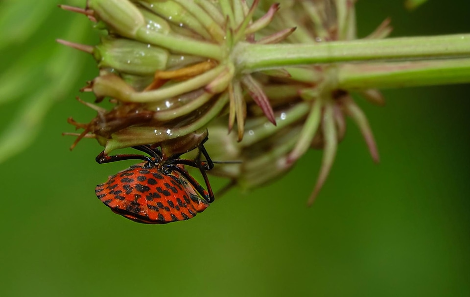 Animal arthropod beetle