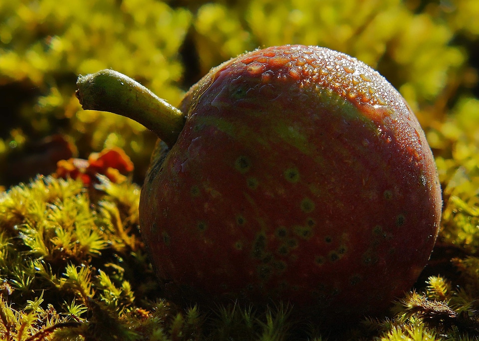 Agriculture apple autumn
