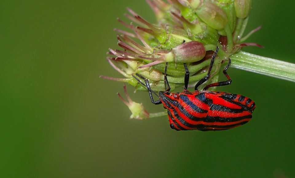 Animal arthropod beautiful image