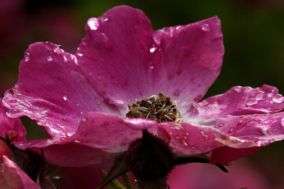 Beautiful Flowers bloom blooming