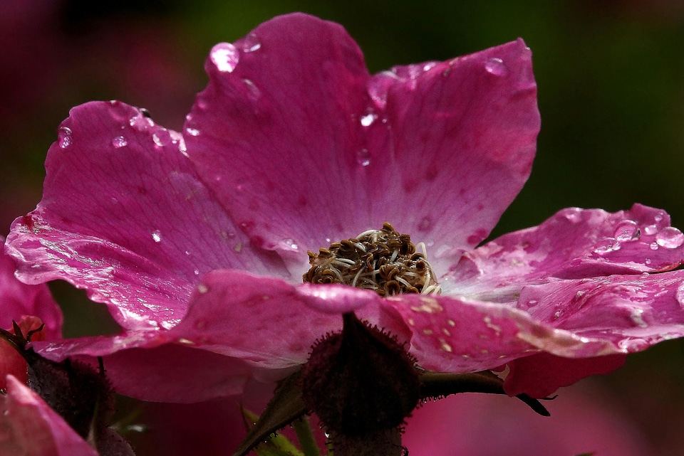 Beautiful Flowers bloom blooming photo