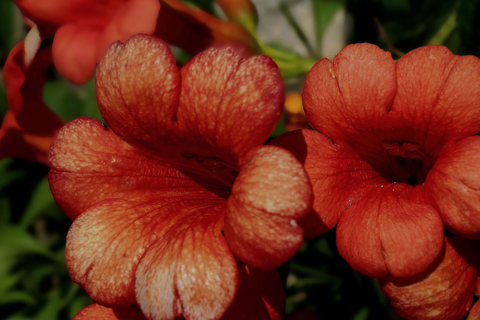 Beautiful beautiful flowers blooming