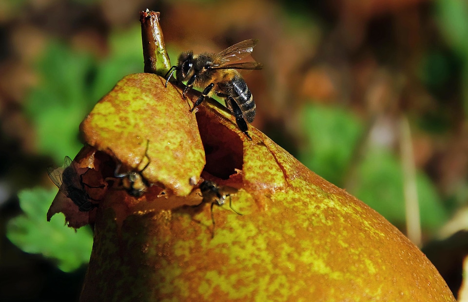 Animal arthropod bee