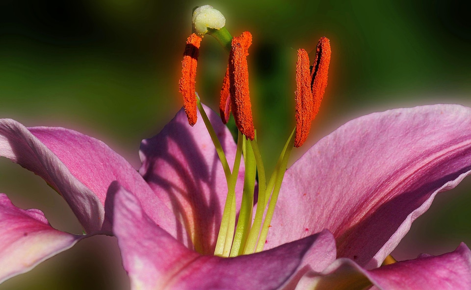 Beautiful Flowers beautiful photo blooming