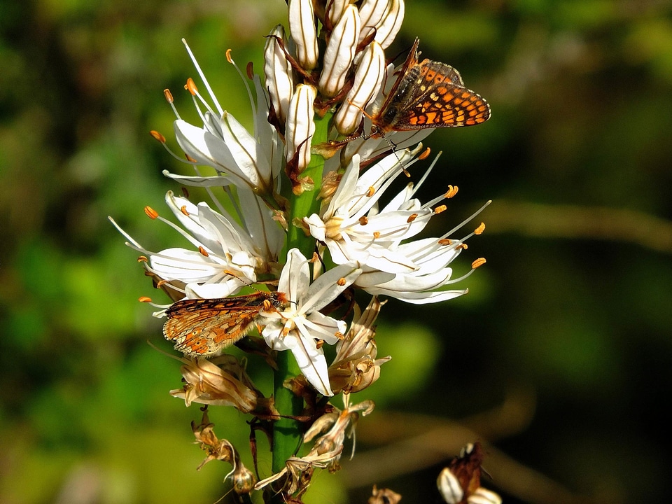 Animal beautiful flowers blooming