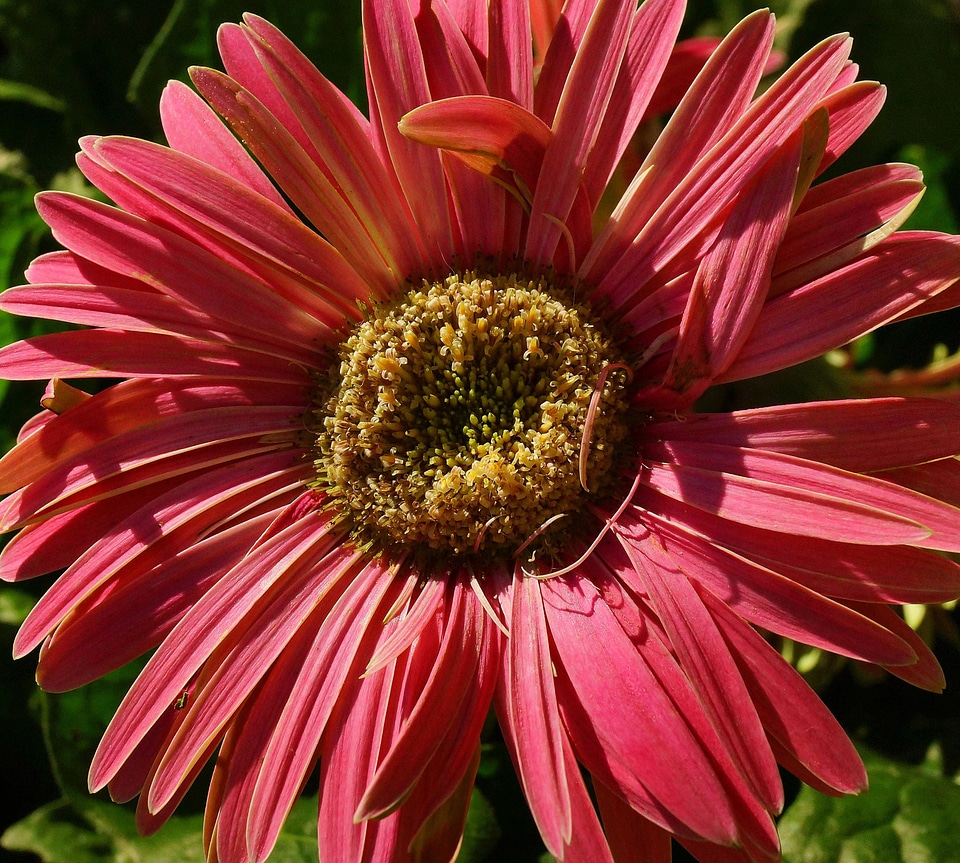 Beautiful beautiful flowers bloom
