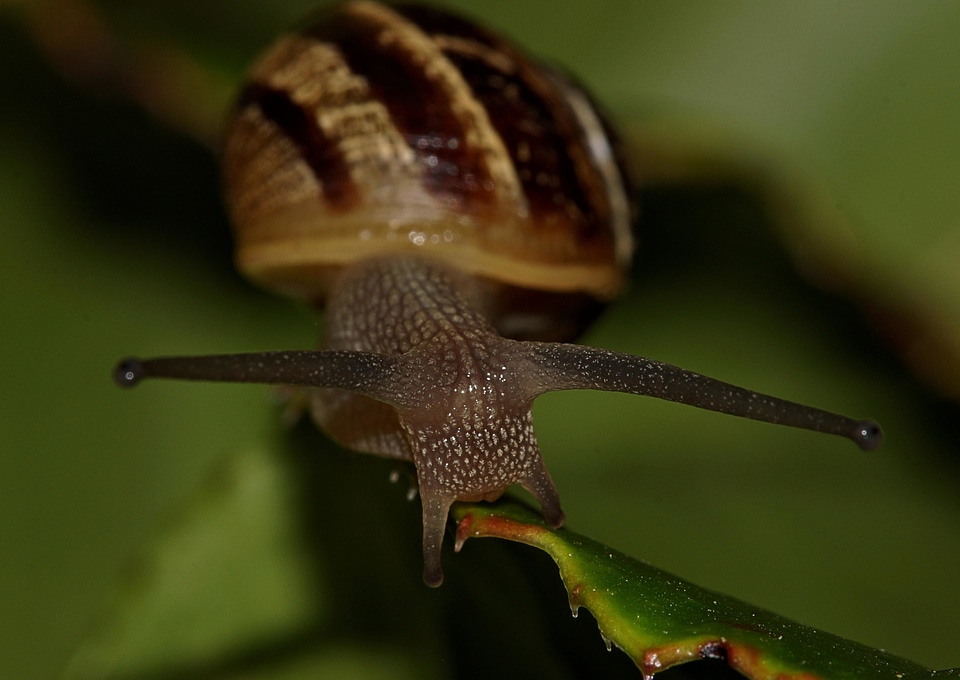 Animal arthropod fauna