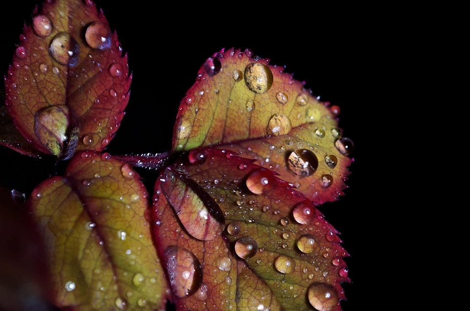 Beautiful Photo dew flora