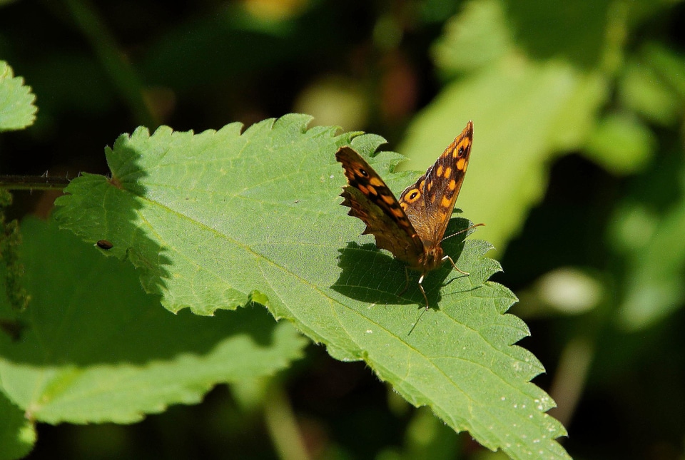 Animal arthropod biology