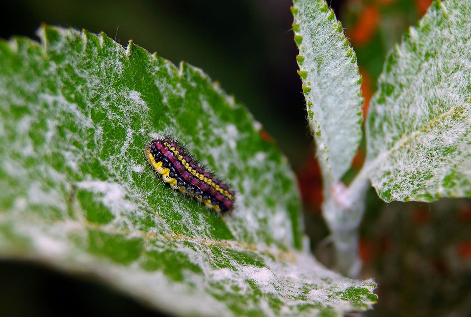 Butterfly caterpillar flora
