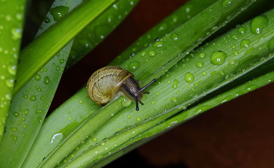 Animal arthropod fauna