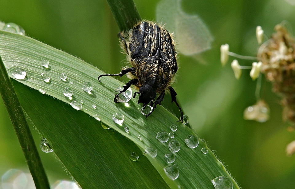 Animal arthropod beautiful photo